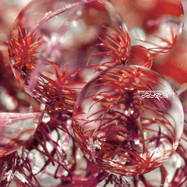 Beta Librae - Daystar (LP)