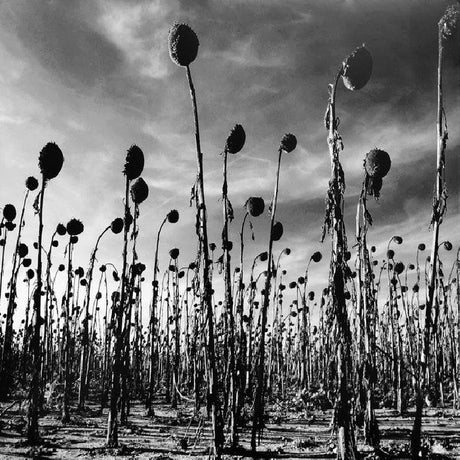 Dead Can Dance - Anastasis (LP) - Velvet Music