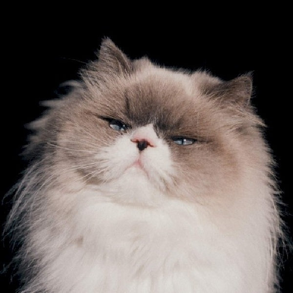 Kaneko Ayano - Sansan (CD) - Velvet Music