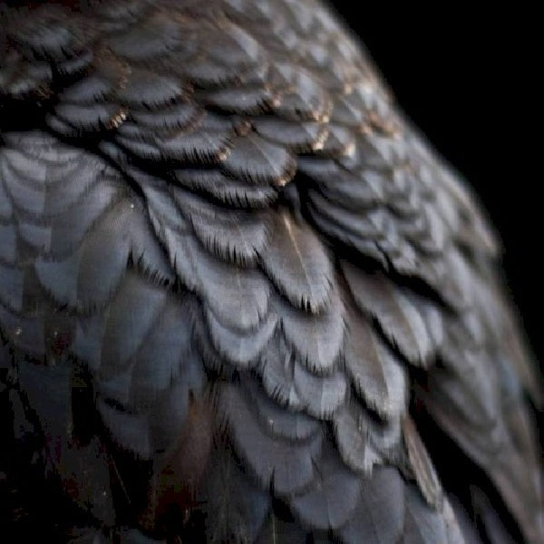 Ex People - Bird (LP)