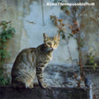 Alpha - Impossible thrill (CD) - Velvet Music