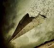 I See Stars - Phases (CD) - Velvet Music
