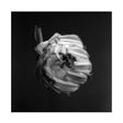 A Swarm Of The Sun - An empire (LP) - Velvet Music