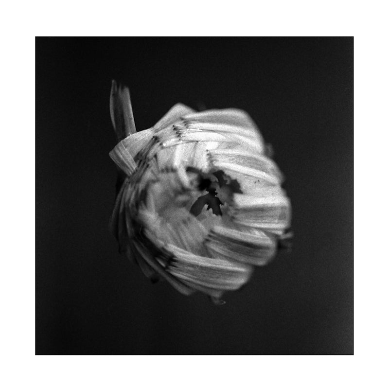 A Swarm Of The Sun - An empire (CD)