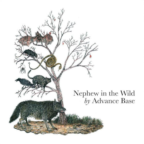 Advance Base - Nephew in the wild (CD) - Velvet Music