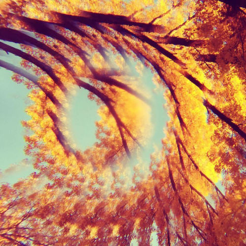 A Hawk And A Hacksaw - Forest bathing (LP) - Velvet Music