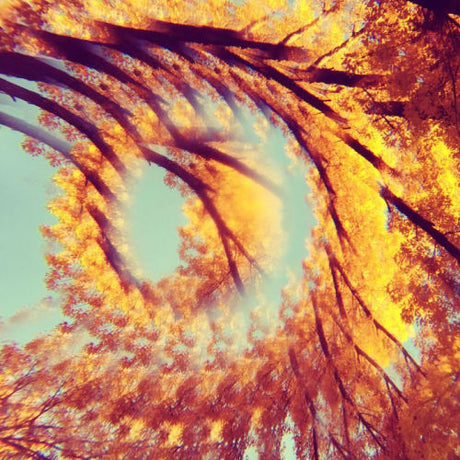 A Hawk And A Hacksaw - Forest bathing (CD) - Velvet Music