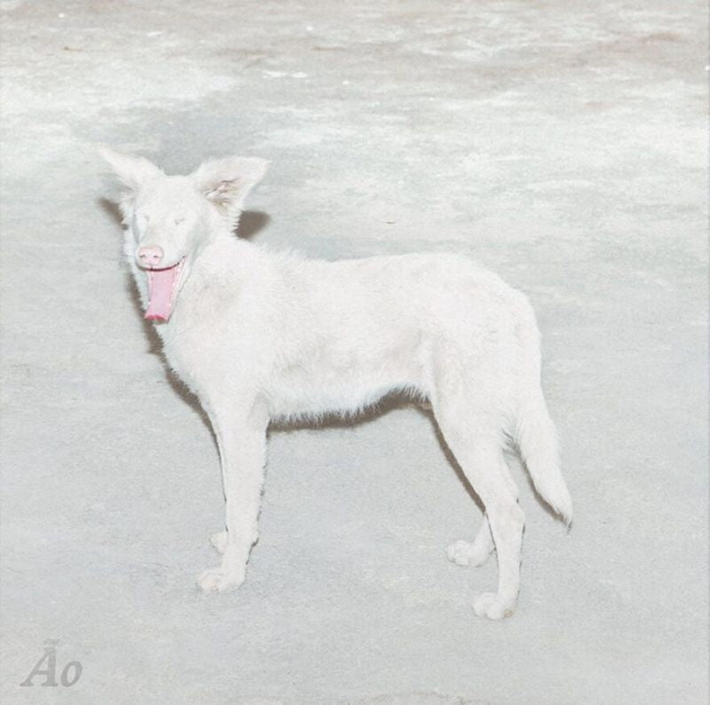 Ao - Malandra (12-inch maxi-single) - Velvet Music