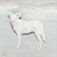 Ao - Malandra (CD) - Velvet Music