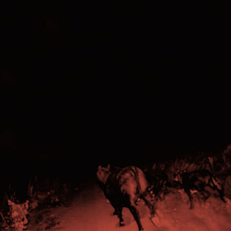 Bambara - Shadow on everything (CD) - Velvet Music