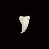 Budos Band - Long in the tooth (LP) - Velvet Music