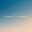 Bears Den - First loves & white magnolias (CD) - Velvet Music