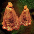 Black To Comm - Oocyte oil & stolen androgens (CD) - Velvet Music