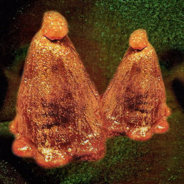Black To Comm - Oocyte oil & stolen androgens (CD) - Velvet Music