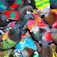 Blawan - Sickelixir (CD) - Velvet Music