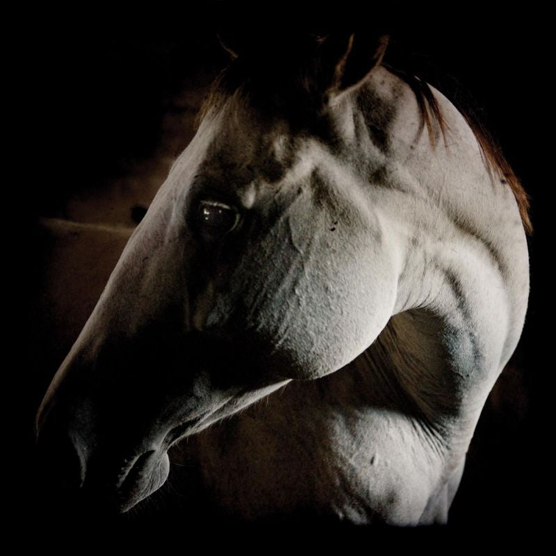 Brother Dege - How to kill a horse (LP)