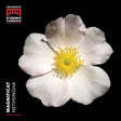 Choir Of St. John's College Cambridge - Magnificat (CD)