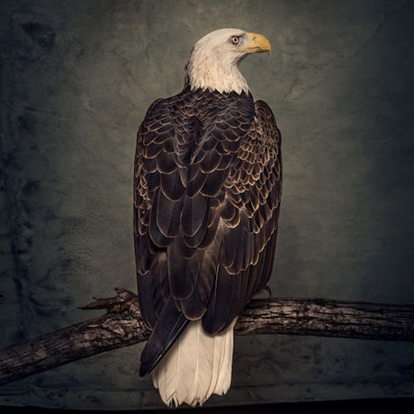 Clutch - Book of bad decisions (CD) - Velvet Music