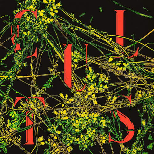 Cults - Host (LP) - Velvet Music