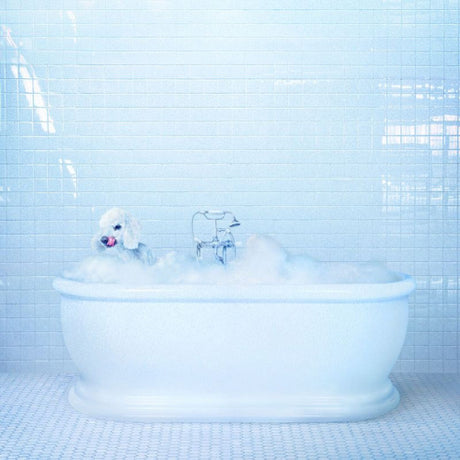 Frankie Cosmos - Vessel (CD) - Velvet Music