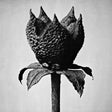 Masayoshi Fujita - Book of life (LP) - Velvet Music