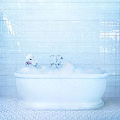 Frankie Cosmos - Vessel (LP) - Velvet Music