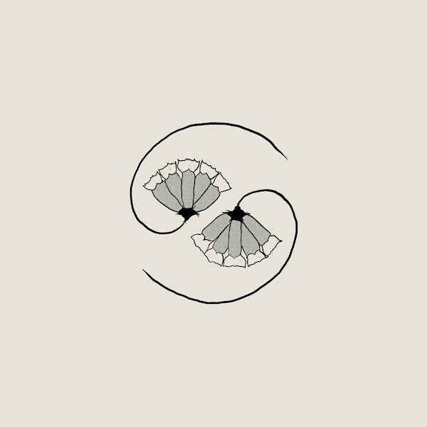 Godspeed You Black Emperor - G_d's pee at state's end (CD) - Velvet Music