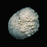 JFDR - Brazil (CD) - Velvet Music