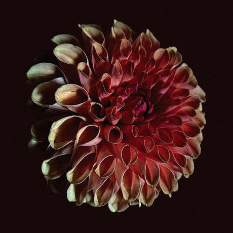 Jessica Moss - Unfolding (CD) - Velvet Music