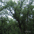 Julianna Barwick - The magic place (LP) - Velvet Music