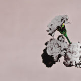 John Legend - Love in the future -special edition- (CD)
