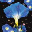 Sarah Louise - Nighttime birds and morning stars (LP) - Velvet Music