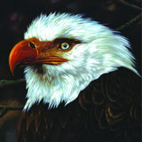 Mogwai - Hawk is howling (CD) - Velvet Music