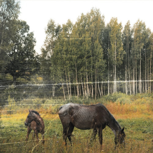 Pianos Become The Teeth - Old pride (CD)