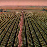 Possible Humans - Everybody split (CD)