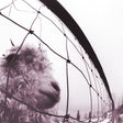 Pearl Jam - Vs. (LP) - Velvet Music