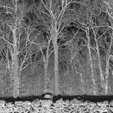 Pile - Sunshine and balance beams (CD)