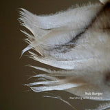 Rob Burger - Marching with feathers (LP) - Velvet Music