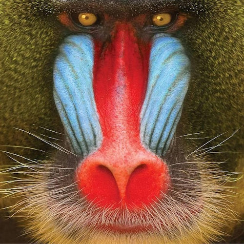 Suckers - Wild smile (CD)