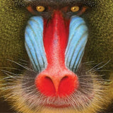 Suckers - Wild smile (CD)