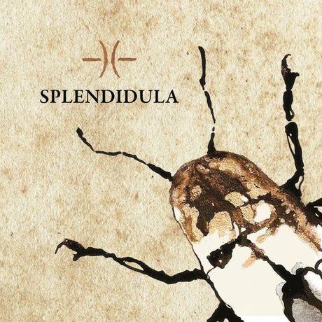 Splendidula - Splendidula (CD) - Velvet Music