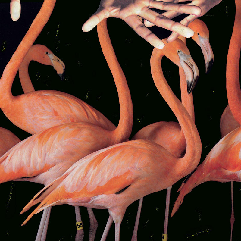 Sweet Williams - What's wrong with you (LP)