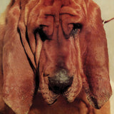 Ty Segall - Goodbye bread (LP) - Velvet Music