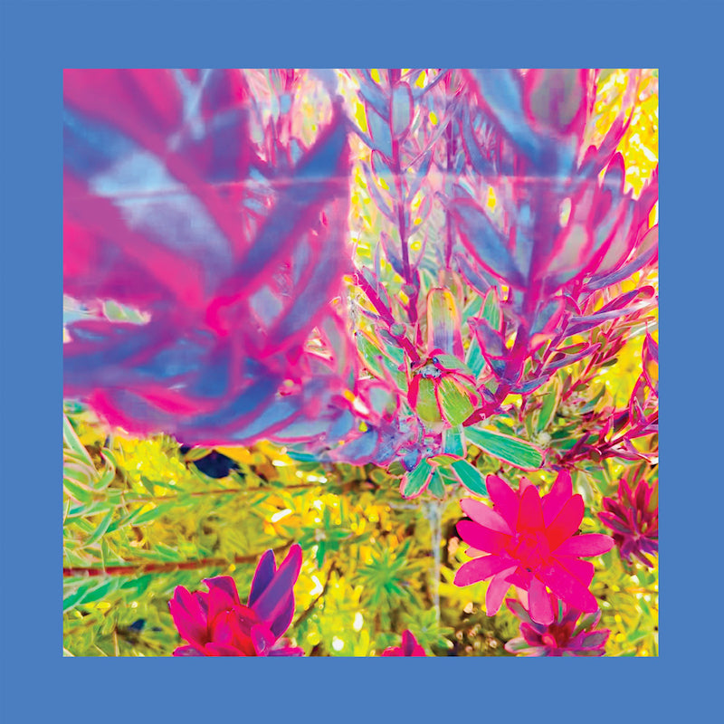 The Reds, Pinks and Purples - The past is a garden i never fed (sky blue ) (LP)
