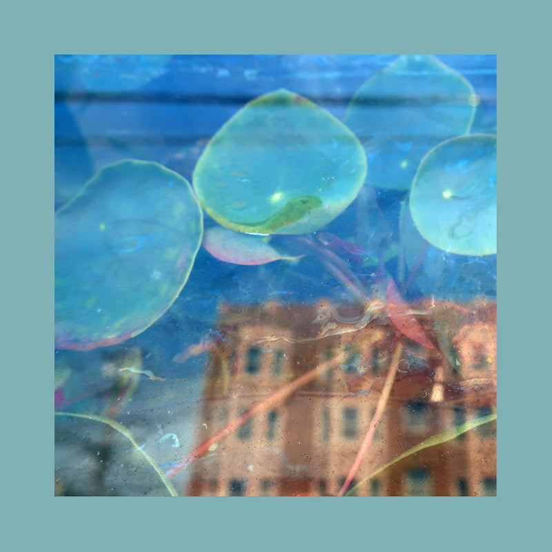 Pinks Reds & Purples - Acknowledge kindness (subconscious window pane) (LP) - Velvet Music