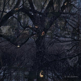 Trelldom - ...by the shadows... (CD) - Velvet Music