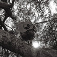 Ty Segall - hello, hi (CD) - Velvet Music