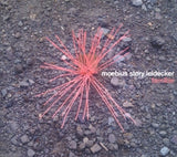 Moebius/story/leidecker - Familiar (CD)