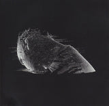 Coldplay - The Scientist (tweedehands CD) - Velvet Music