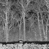 Pile - Sunshine and balance beams (CD)